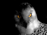 Owl with yellow eyes