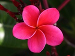 Pink Flower