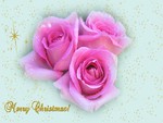 Roses for Christmas