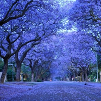jacarandas in bloom