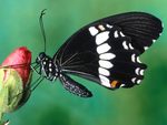Papilio Polytes Butterfly