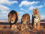 Big Wild Cats