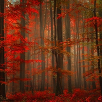 Enchanting red forest