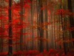 Enchanting red forest