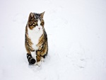 Cat in Snow