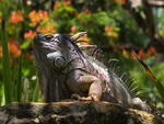 Iguana_in_Paradise