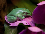 giant_tree_frog