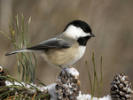 Winter Chickadee