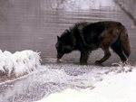 COOL WOLF