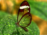butterfly_espejitos