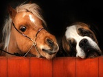 Cute Pony And Saint Bernard.