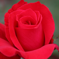 áƒ¦ Red Rose to All My DN friends áƒ¦