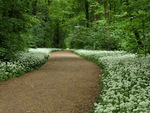Wild garlic path.