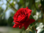 Deep Red Rose