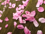 Pink petals....