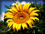 giant_sunflower