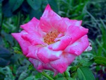 Lovely rose