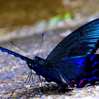 ÎµÑ—Ð· SWEET CHERIE ÎµÑ—Ð·