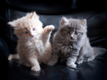 Cute Kittens
