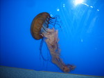 Jellyfish
