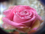 Ice rose