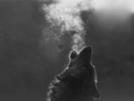 Howling Wolf