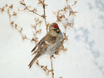 redpoll