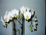 Flowers (Phalaenopsis) for my dear Flowerfriend Rosa (rosarina)