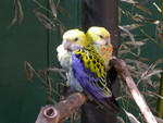 love birds
