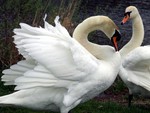 swans