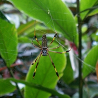 Jamaican spider