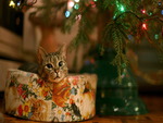 kitty for christmas