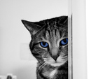 Cat With Blue Eyes