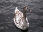 Young Swan