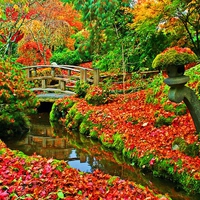 Colorful autumn forest