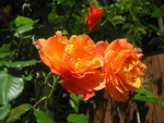 Orange Roses