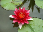 Nymphaea_Attraction