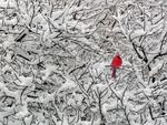 winter cardinal