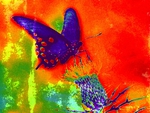 Rainbow Butterfly 2