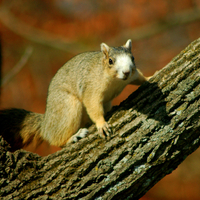Sherman Fox Squirrel