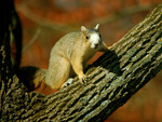 Sherman Fox Squirrel