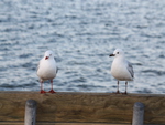 Birds chillin on a bench in Rotorua