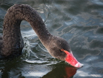Black swan, having a drink in Rotorua