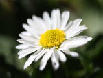 Beautiful daisy flower