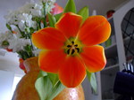 Pretty orange flower in a vase