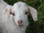 Cute Kid (Baby Goat)