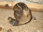 Mama quail and her baby