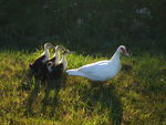 Mama Duck and her ducklings