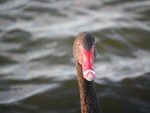 Peekaboo! Black Swan