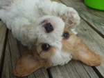 Cute playful puppy